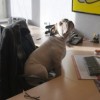 manager