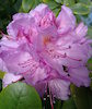 rododendron